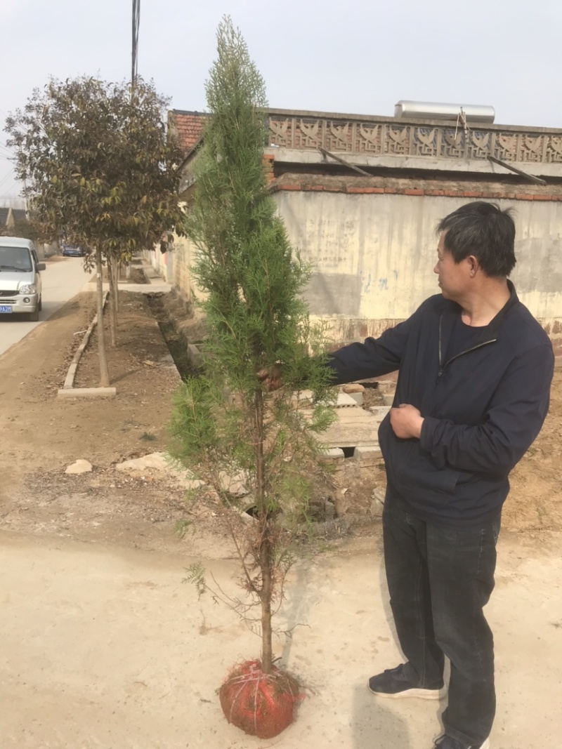 侧柏地栽苗，高1.8-2.2米，30土球