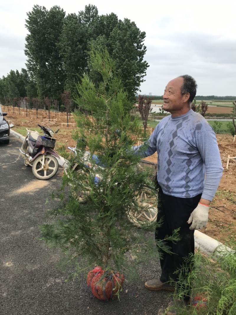 侧柏地栽苗，高1.8-2.2米，30土球