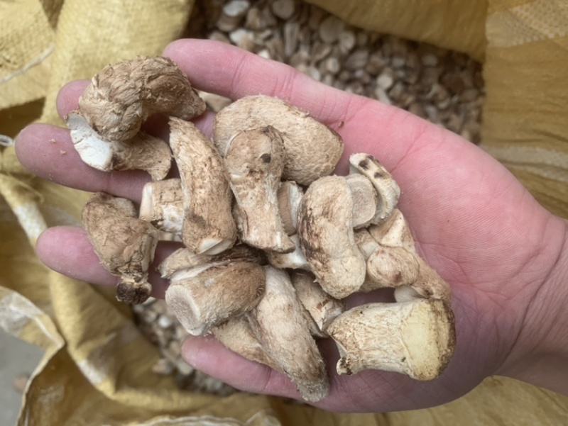 【强烈推荐】双剪脚香菇腿，无杂质，精品香菇腿