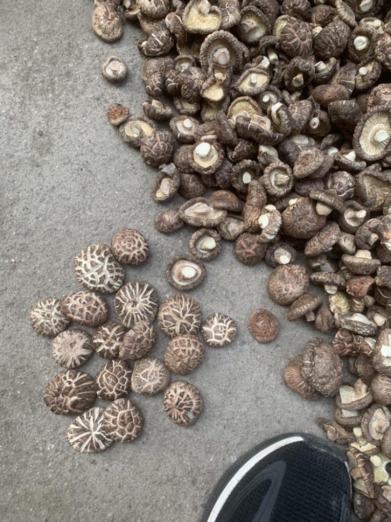 【精选】干香菇，茶花菇花菇肉厚产地直销，货源充足，