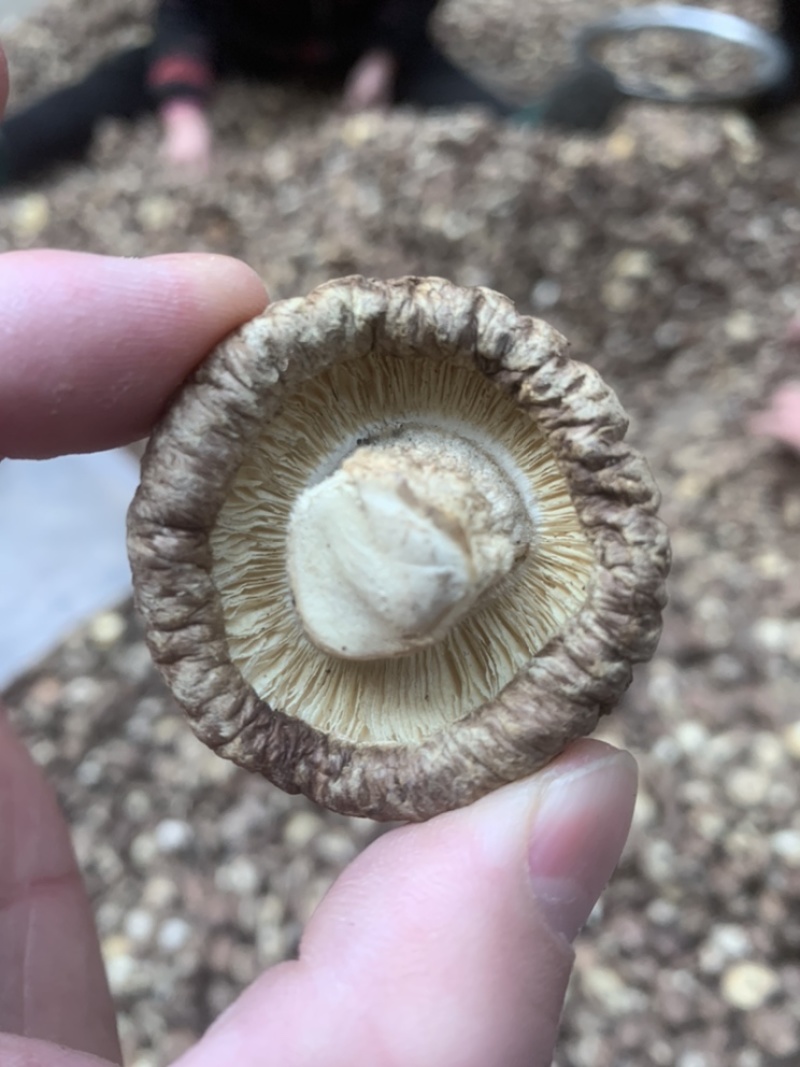 【精选】干香菇，茶花菇花菇肉厚产地直销，货源充足，