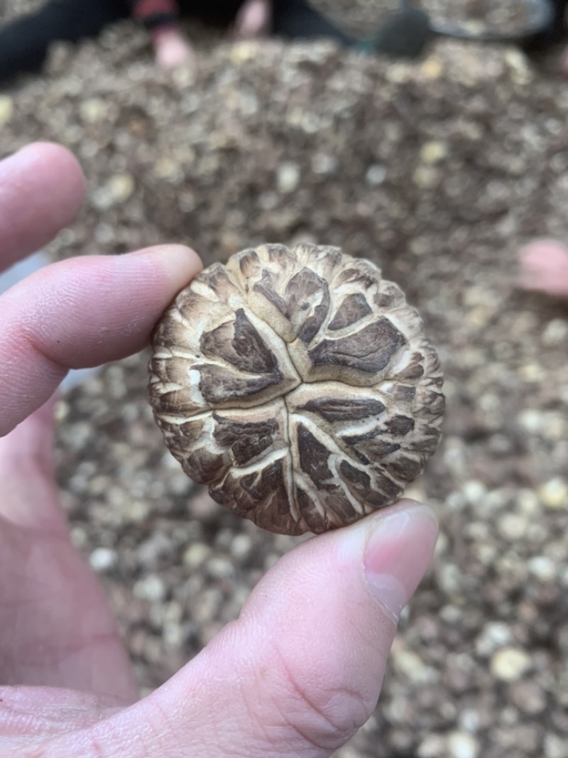 【精选】干香菇，茶花菇花菇肉厚产地直销，货源充足，