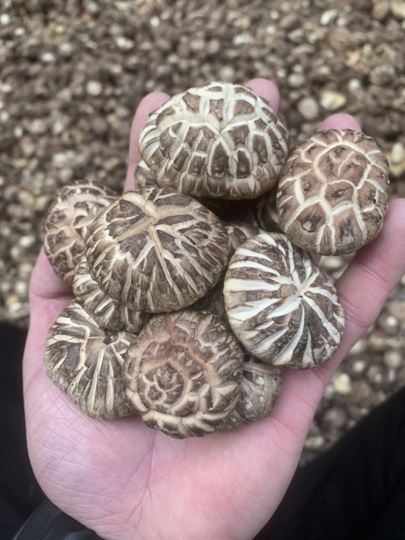 【精选】干香菇，茶花菇花菇肉厚产地直销，货源充足，