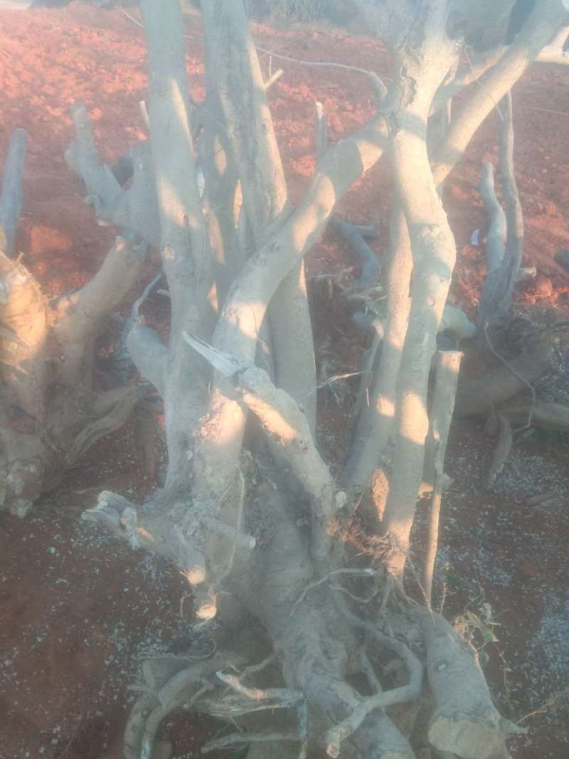 大量长期供应大小枸骨树