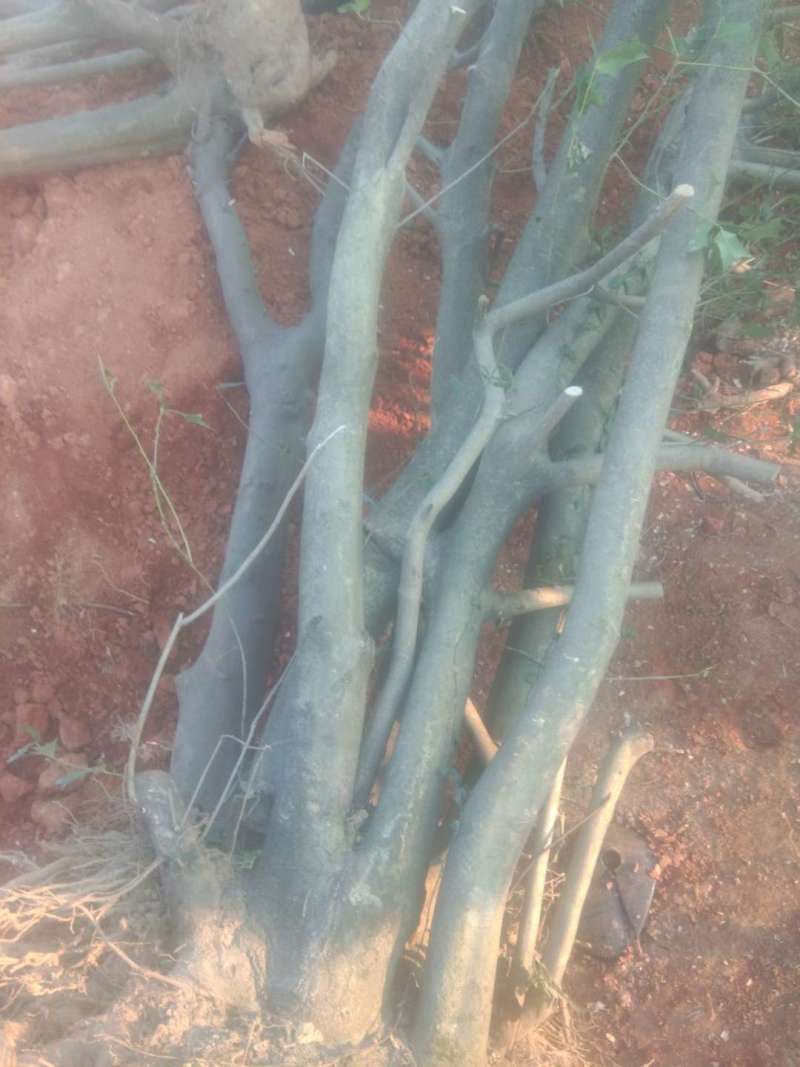大量长期供应大小枸骨树