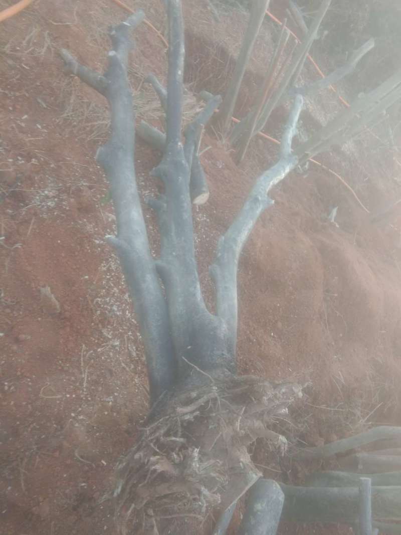 大量长期供应大小枸骨树