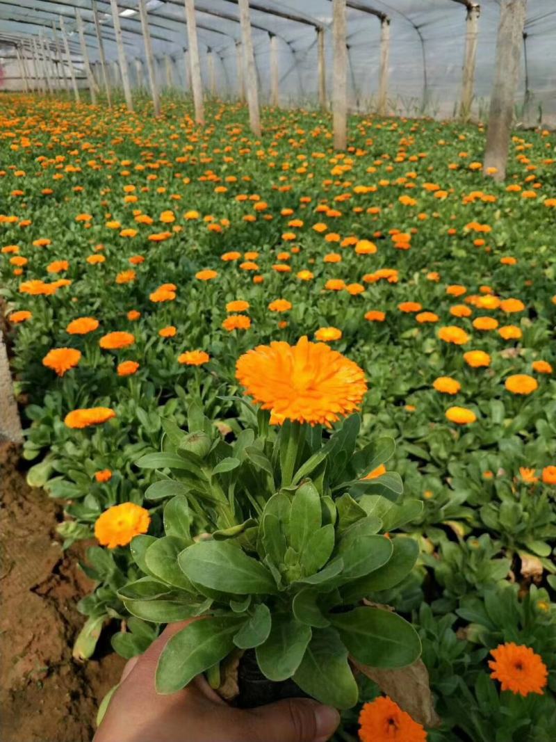 金盏菊盆栽金盏菊种植基地