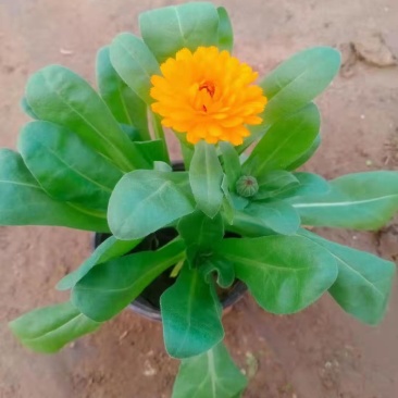 金盏菊盆栽金盏菊种植基地