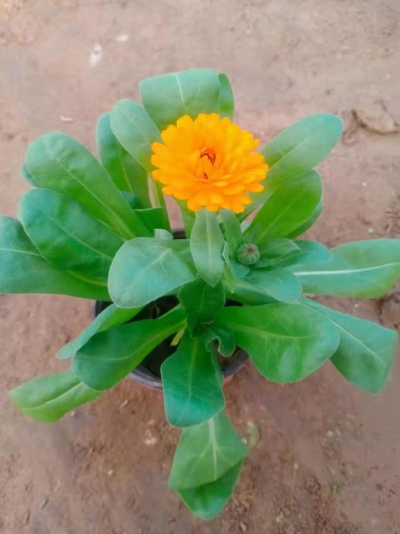 金盏菊盆栽金盏菊种植基地