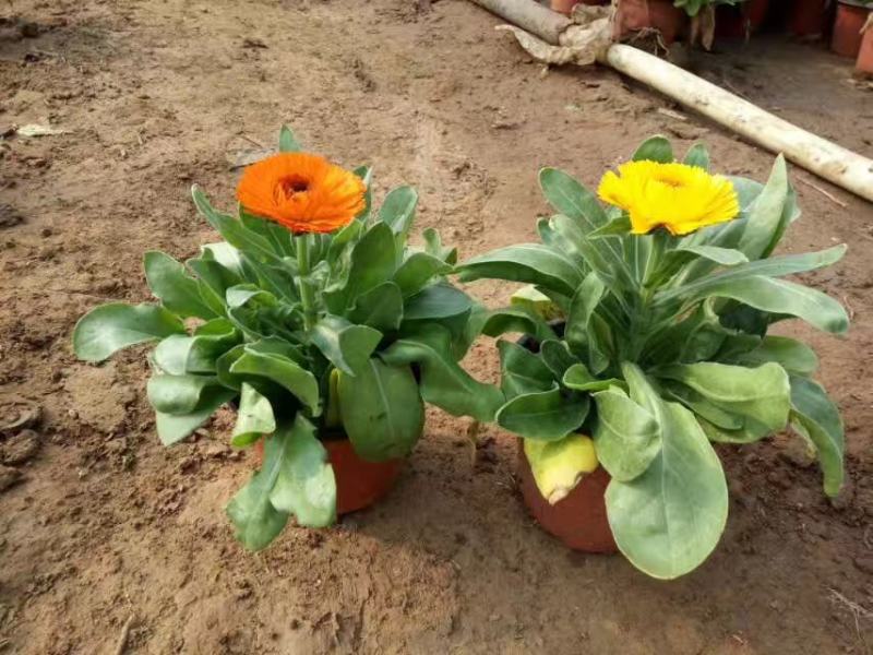 金盏菊盆栽金盏菊种植基地