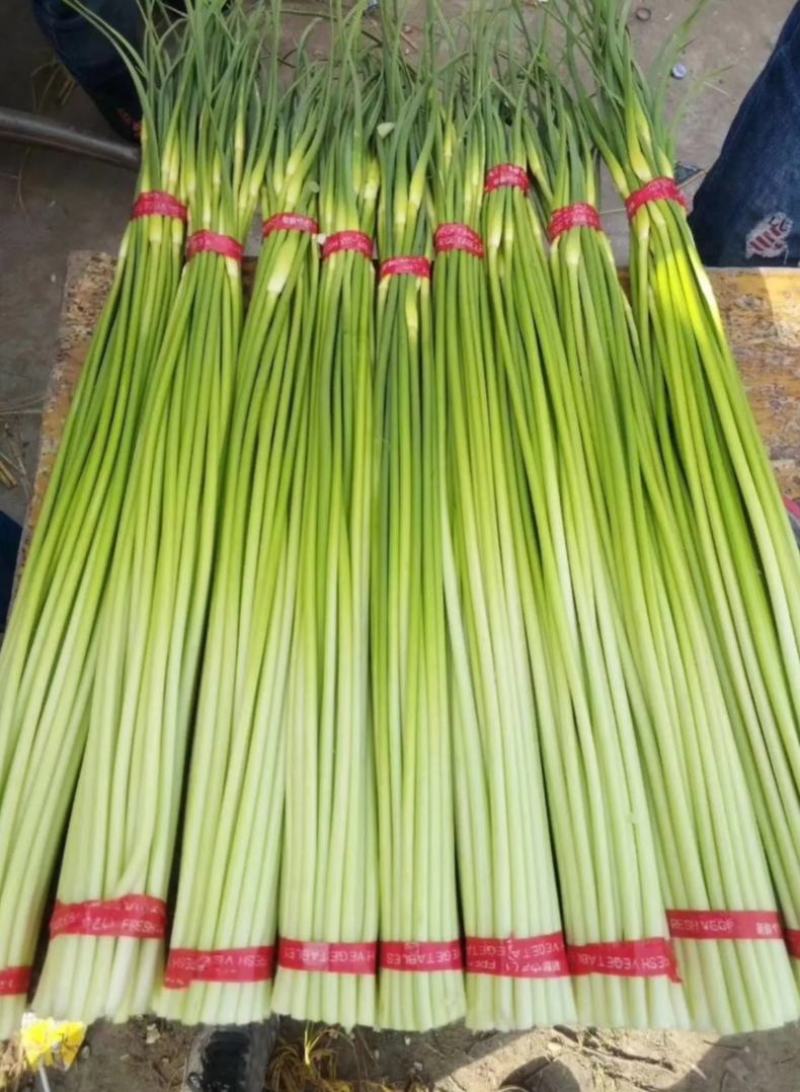 邳州精品改把白帽蒜苔邳州精品改把白帽蒜苔