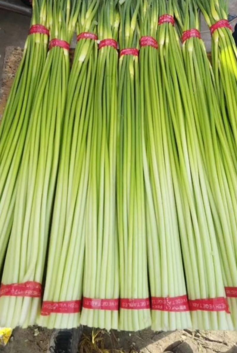 邳州精品改把白帽蒜苔邳州精品改把白帽蒜苔