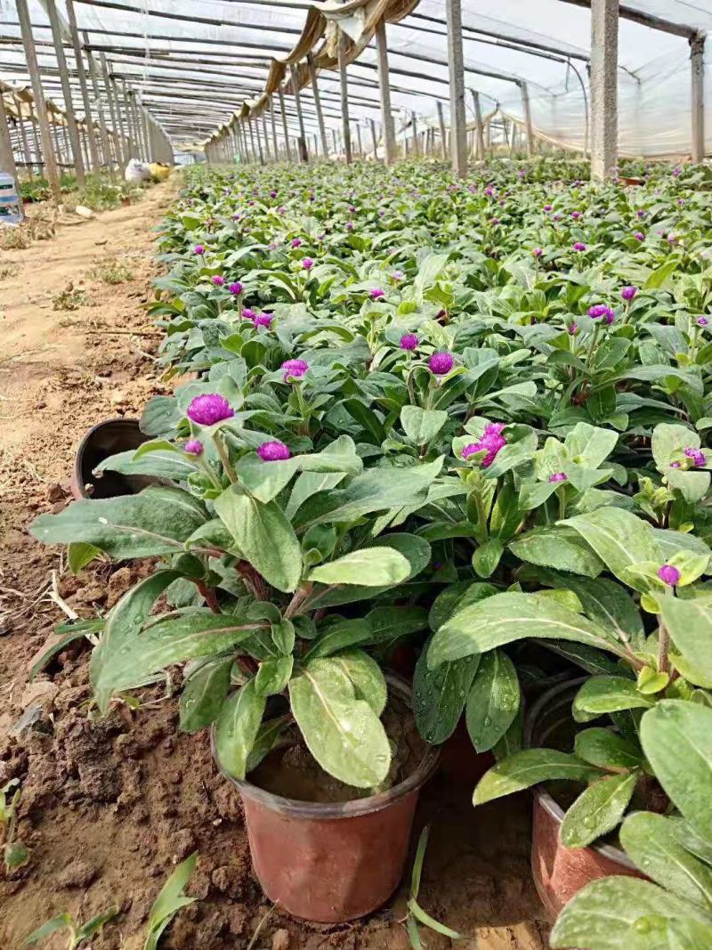 千日红盆栽千日红种植基地