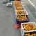 温州市桥墩镇甜桔柚，要在今年12份才开始