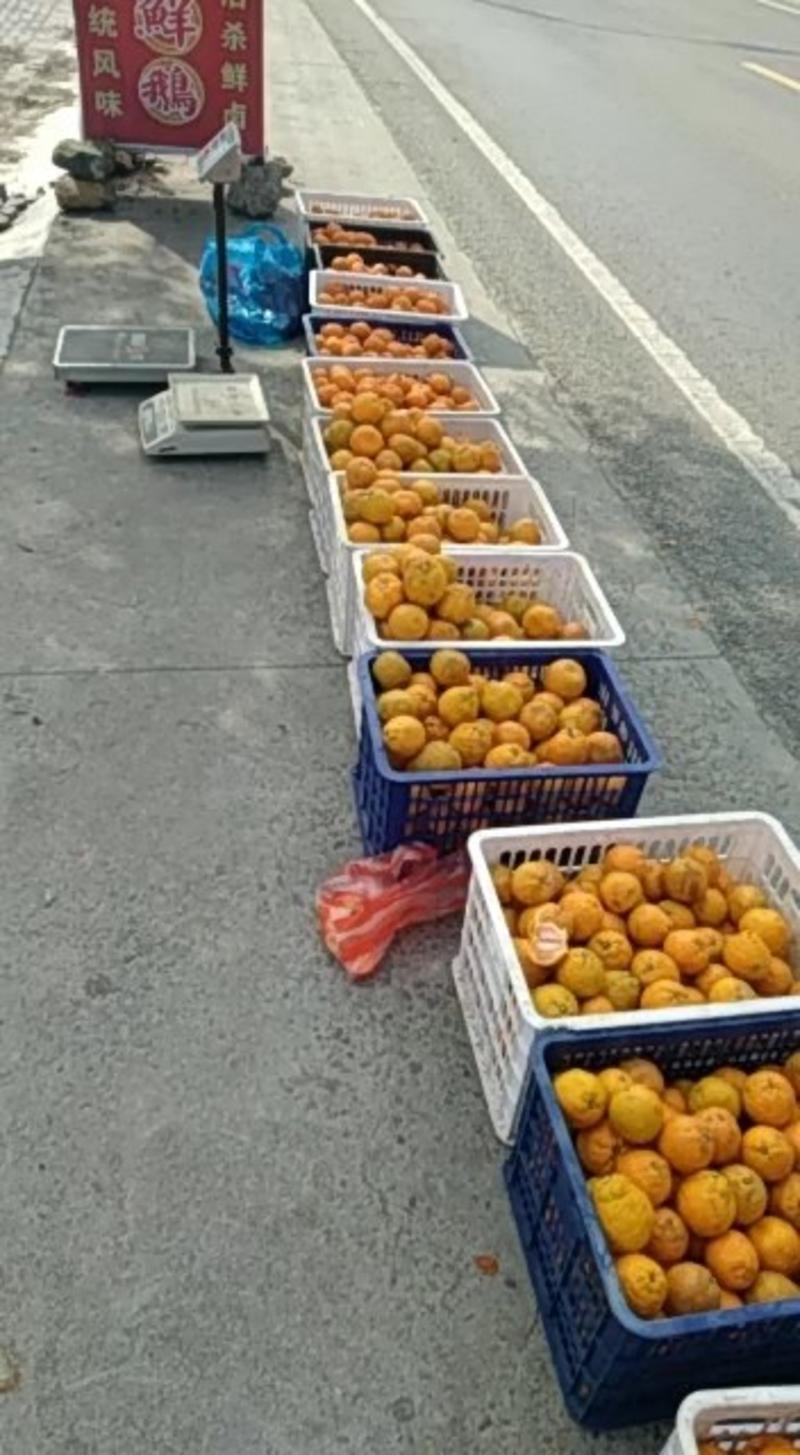 温州市桥墩镇甜桔柚，要在今年12份才开始