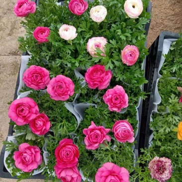 花毛茛芹叶牡丹盆栽花卉种植基地