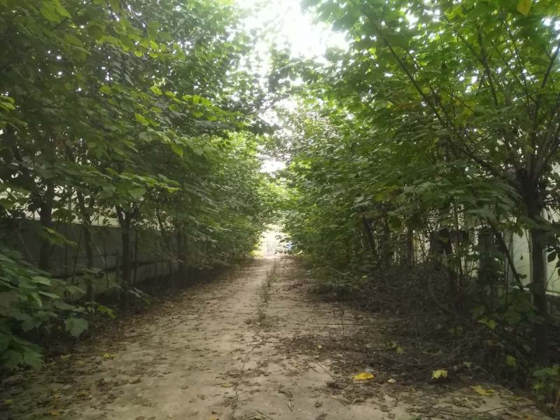 构树苗组培构树绿化构树材饲两用型构树