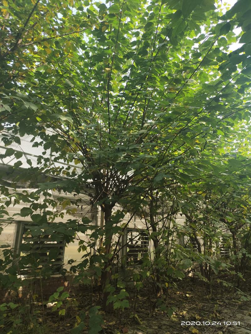 构树苗组培构树绿化构树材饲两用型构树