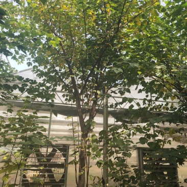 构树苗组培构树绿化构树材饲两用型构树