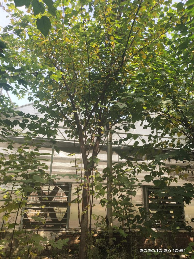 构树苗组培构树绿化构树材饲两用型构树