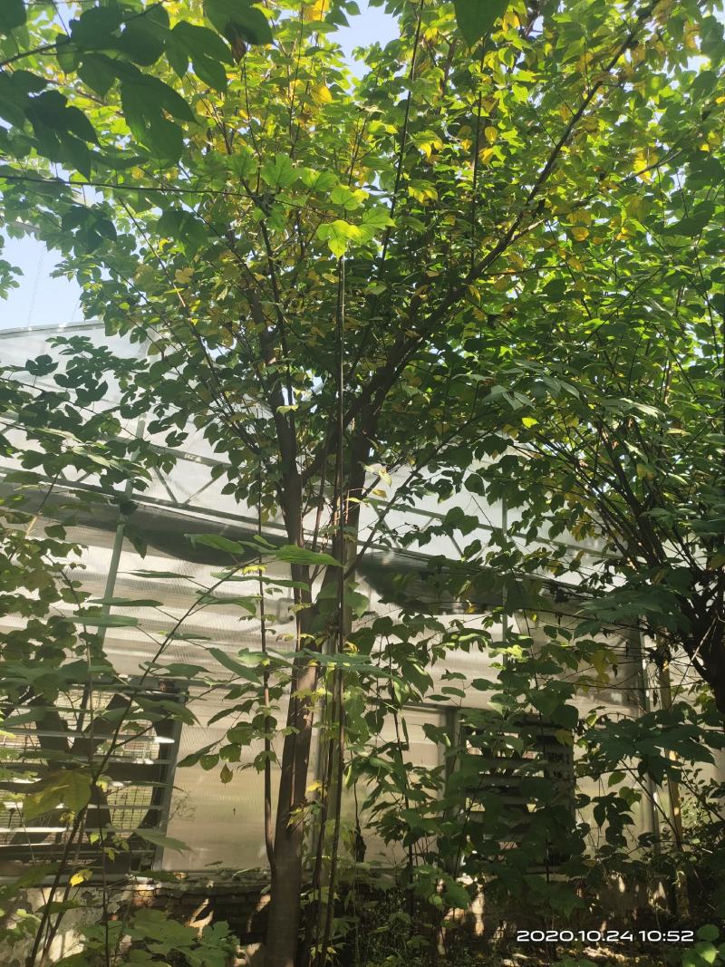 构树苗组培构树绿化构树材饲两用型构树