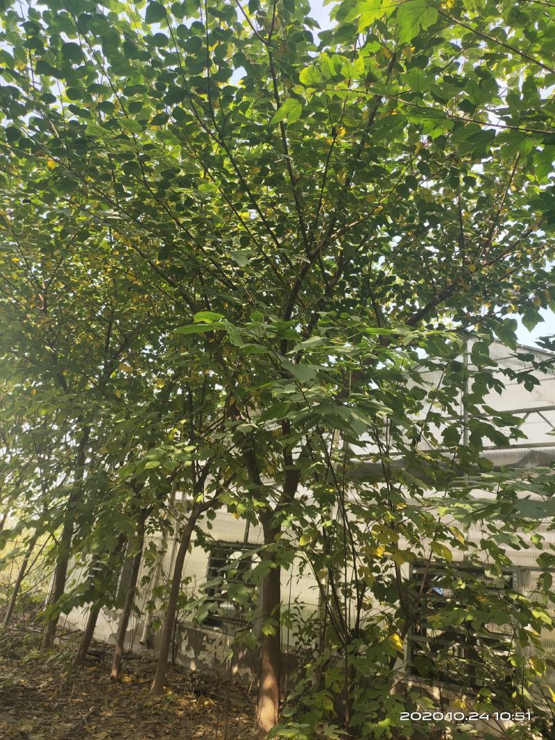 构树苗组培构树绿化构树材饲两用型构树