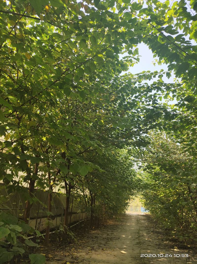构树苗组培构树绿化构树材饲两用型构树