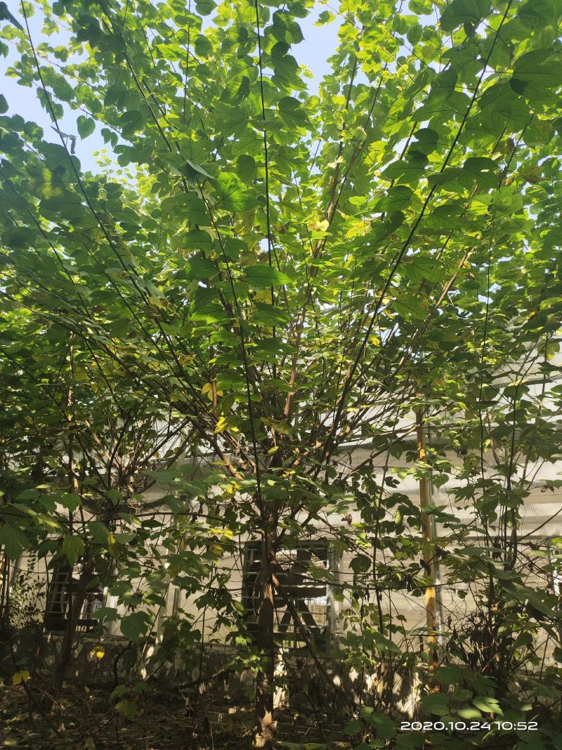 构树苗组培构树绿化构树材饲两用型构树