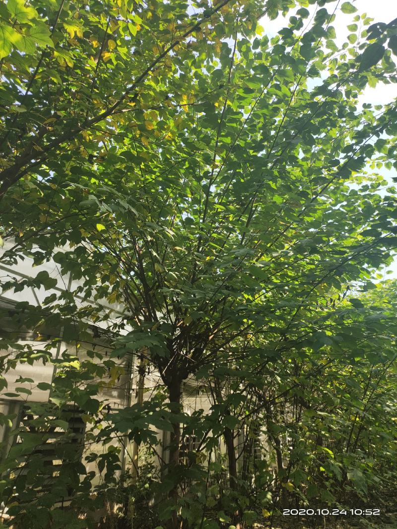 构树苗组培构树绿化构树材饲两用型构树