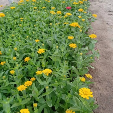 百日草步步高五一国庆草花种植基地