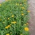 百日草步步高五一国庆草花种植基地