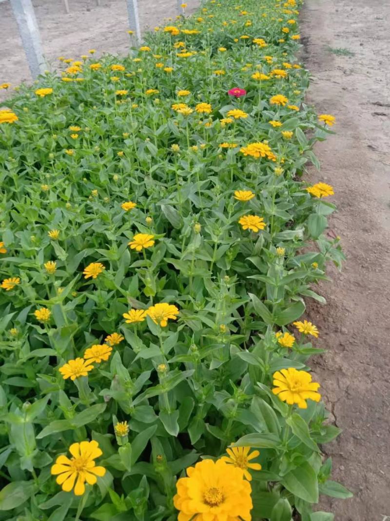 百日草步步高五一国庆草花种植基地