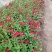 百日草步步高五一国庆草花种植基地