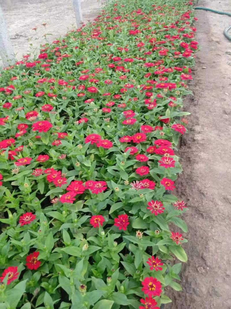 百日草步步高五一国庆草花种植基地