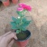 翠菊红色翠菊蓝色翠菊