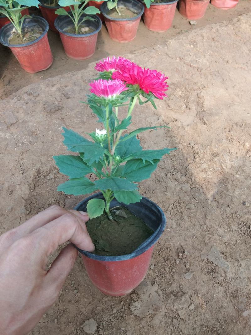 翠菊红色翠菊蓝色翠菊