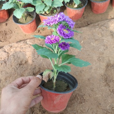 翠菊红色翠菊蓝色翠菊
