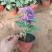 翠菊红色翠菊蓝色翠菊