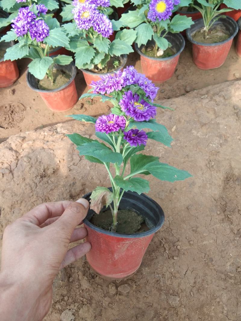 翠菊红色翠菊蓝色翠菊