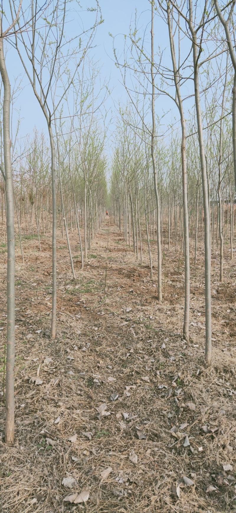 柳树，竹柳，5公分，六公分，