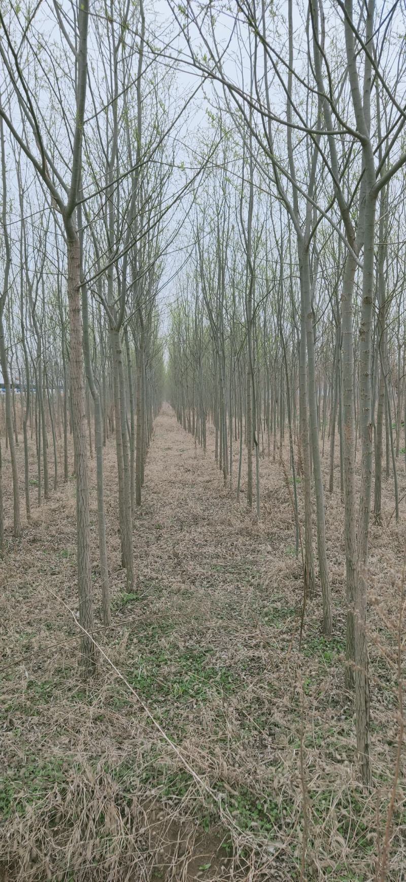 柳树，竹柳，5公分，六公分，
