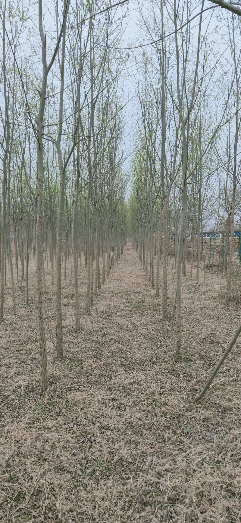 柳树，竹柳，5公分，六公分，