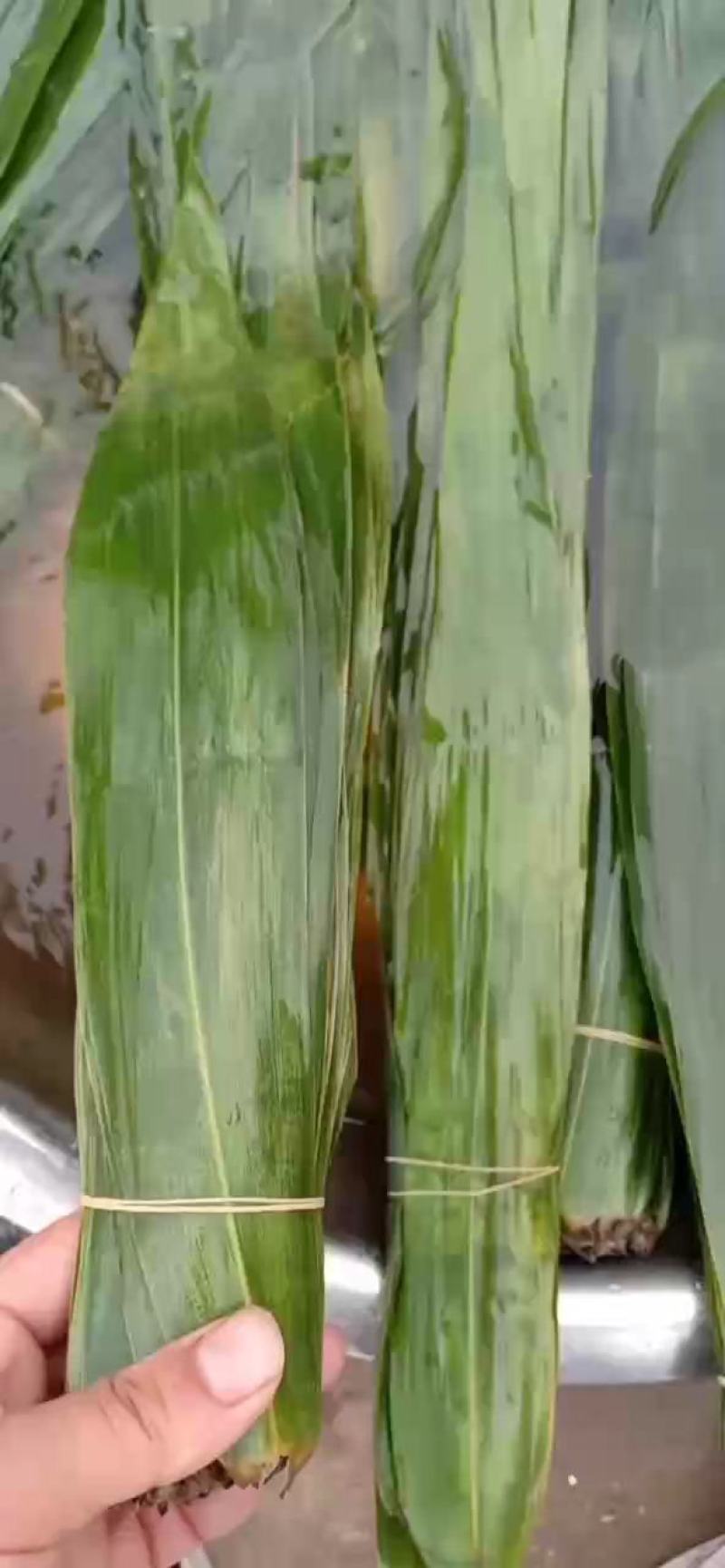 江苏精品叶子，量大优惠，服务至上…