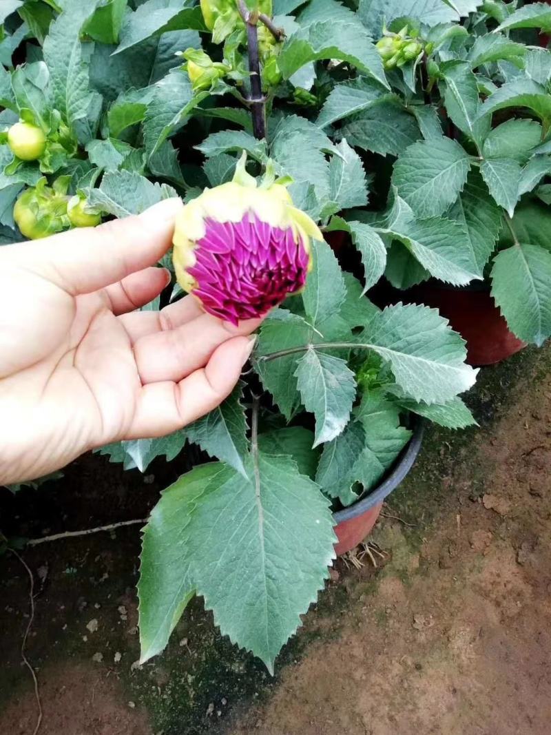 大丽花盆栽大丽花绿化用大丽花