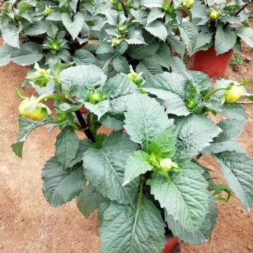 大丽花盆栽大丽花绿化用大丽花