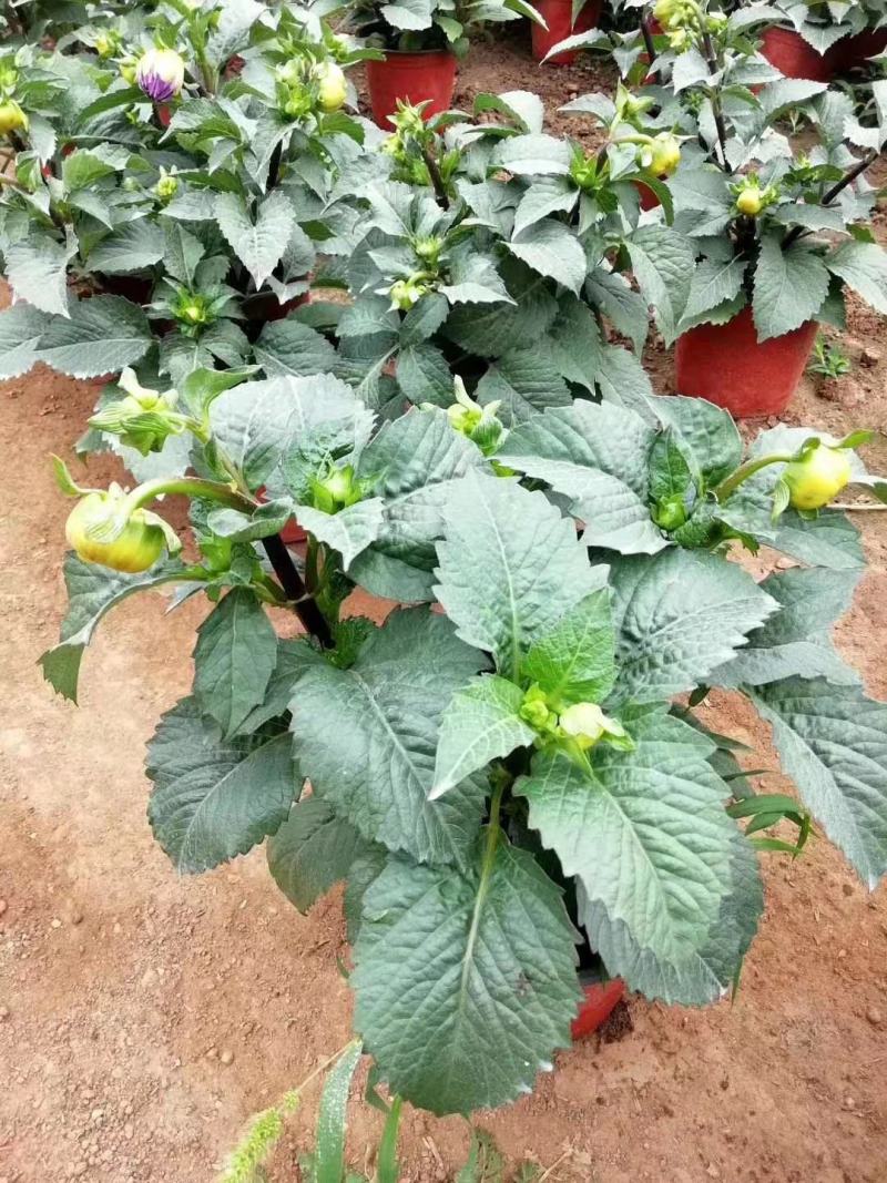 大丽花盆栽大丽花绿化用大丽花