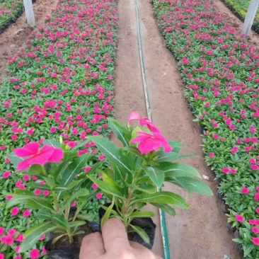 长春花天天开五瓣梅草花租摆