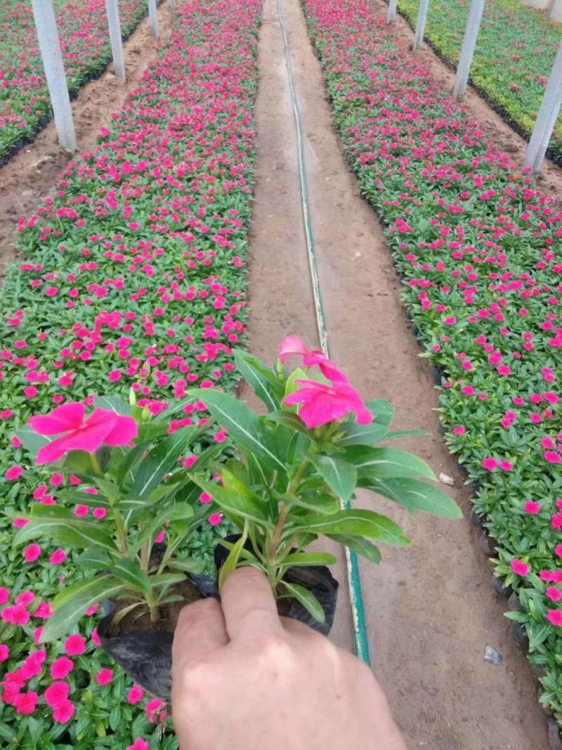 长春花天天开五瓣梅草花租摆