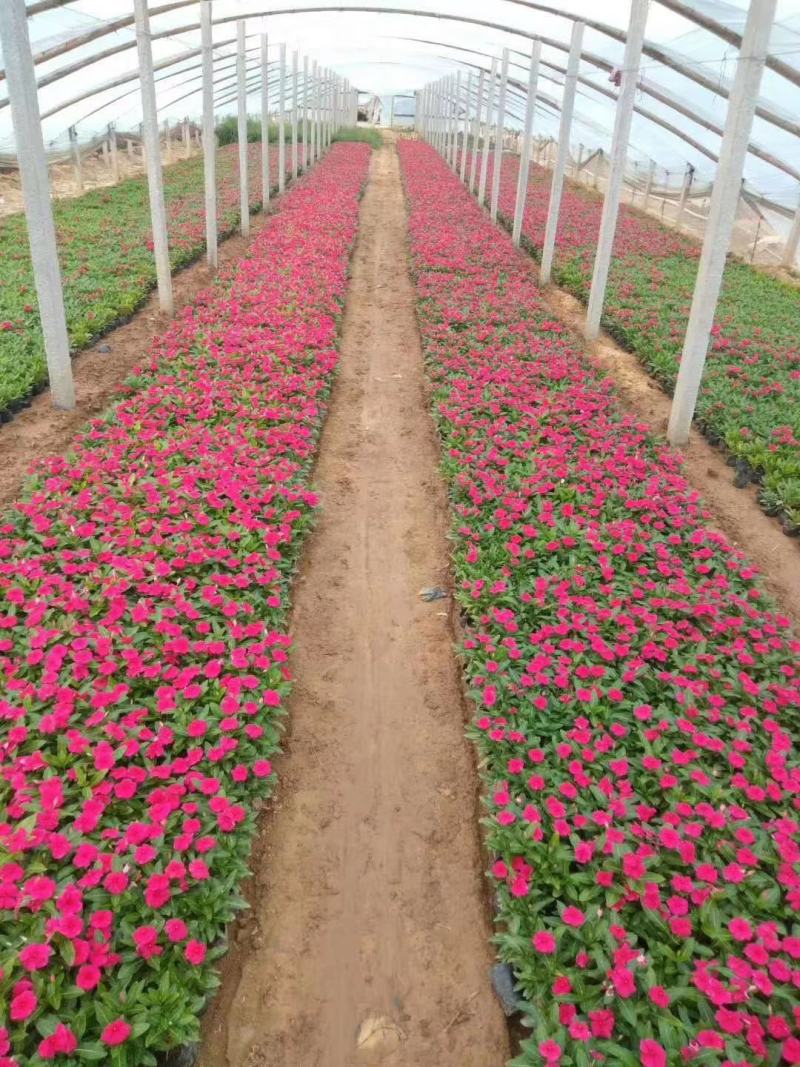 长春花天天开五瓣梅草花租摆