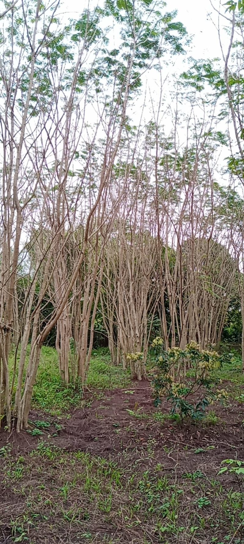 出售各种规格绿化园林凤凰树，基地直销一手货源8至25公分